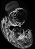 Thumbnail for ExpD_chicken_embryo_MIP.ome.tif