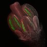 Thumbnail for 2018-12-18 ASY H2B bud 05 3D 8 angles_Maximum intensity projection.czi [2]